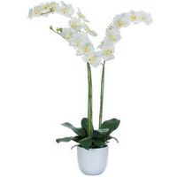 Orchidea Phalaenopsis 100 cm – Vepabins