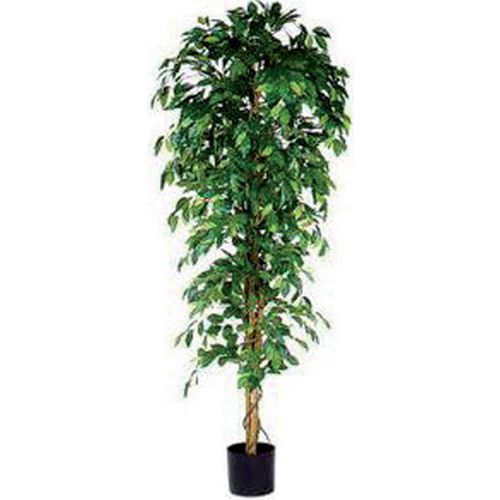 Ficus Benjamina 210 cm – Vepabins