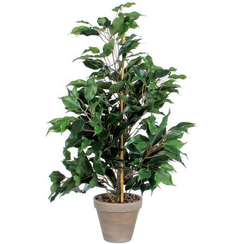 Ficus Exotica 65 cm – Vepabins