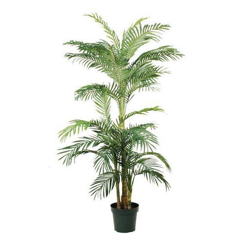 Palma Areca Golden Cane 150 – 190 cm – Vepabins Palma Areca Golden Cane 150 – 190 cm – Vepabins