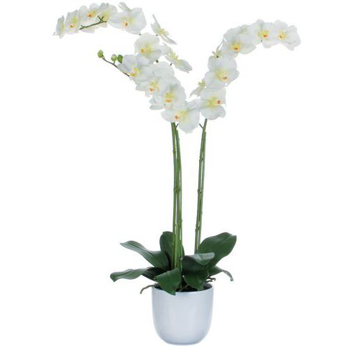 Orchidea Phalaenopsis 100 cm – Vepabins