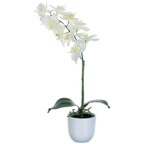 Orchidea Phalaenopsis 60 cm – Vepabins Orchidea Phalaenopsis 60 cm – Vepabins