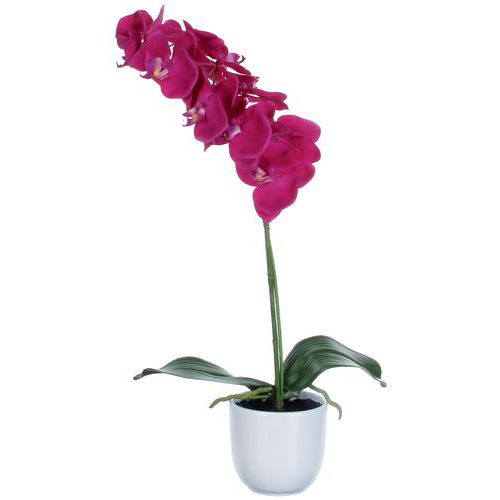 Orchidea Phalaenopsis 60 cm – Vepabins